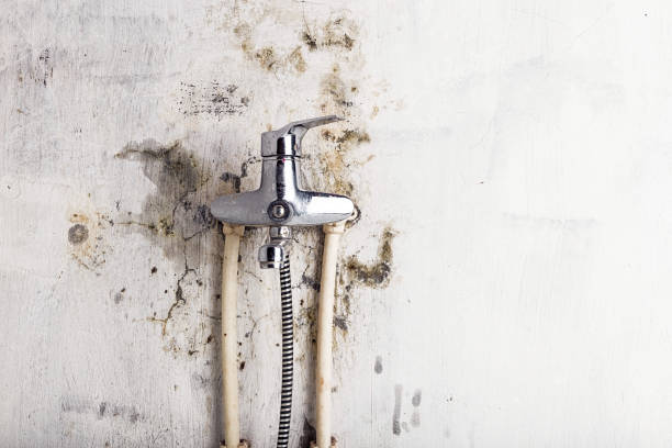 Best Same-Day Mold Removal  in Fort Hall, ID