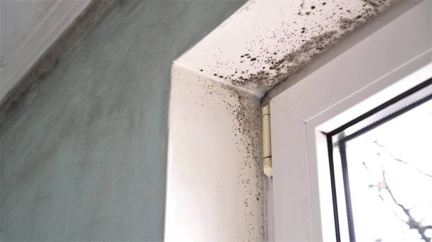 Best Mold Testing  in Fort Hall, ID