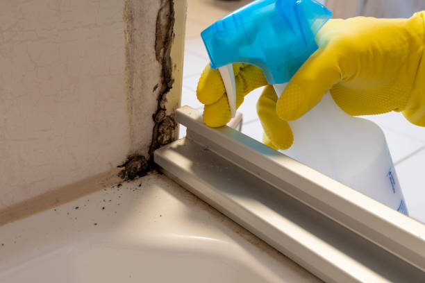 Best Crawl Space Mold Removal  in Fort Hall, ID