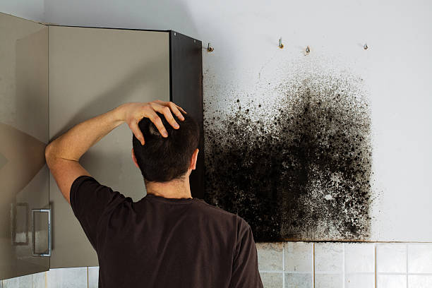 Best Mold Cleaning Services  in Fort Hall, ID