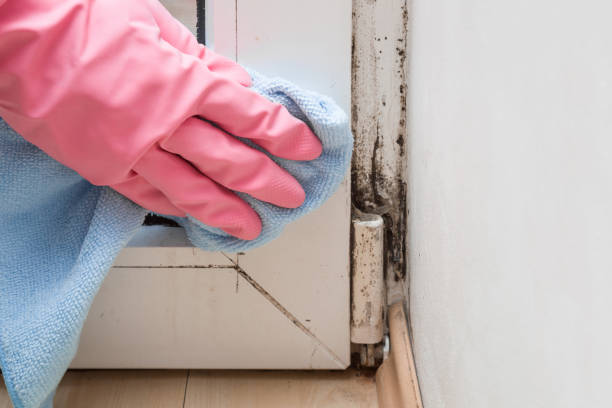 Professional Mold Removal in Fort Hall, ID